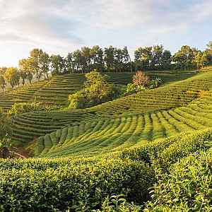 Doi Mae Salong 